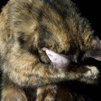 tortoiseshell cat