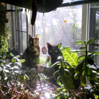 tortoiseshell cat and black cat in garden