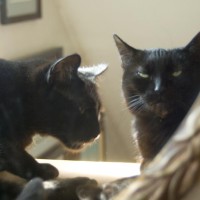 two black cats