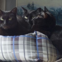 four black cats in bed