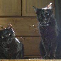 two black cats
