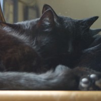two black cats