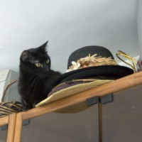 black cat with hats