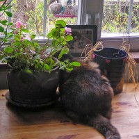 cat watching birds