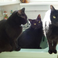 three black cats in green sink