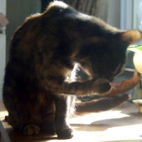 041112-KellyPaw