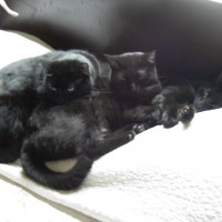 three black cats on bed
