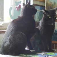 two black cats