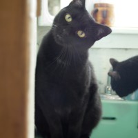 black cat on green sink.