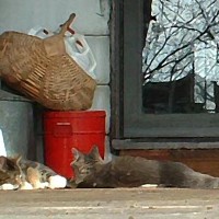 two cats on deck.