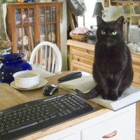 black cat on cookbook