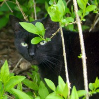 041512-MimiForsythia-DontLike