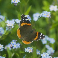 butterfly in forget-me-nots