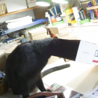 black cat looking in box