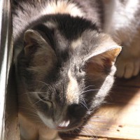 dilute calico on wood floor