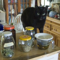 black cat with herbs for tea