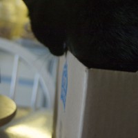 black cat biting cardboard