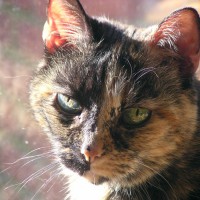tortoiseshell cat
