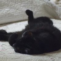 black cat sleeping on back.