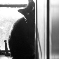 black cat