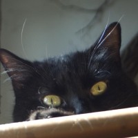 black cat peaking over edge