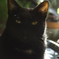 black cat