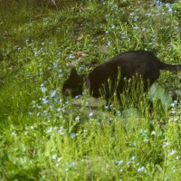 Black cat in garden