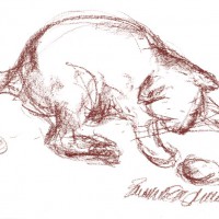 conte sketch of cat playing