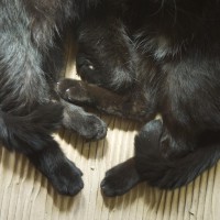 black cat paws