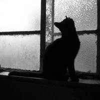 black cat on windowsill