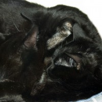 thre black cats