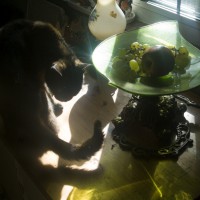 cat still life
