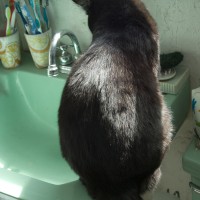 black cat on green sink