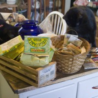 two black cats with garden seeds