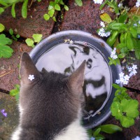 gray and white cat looking into water