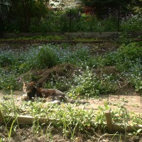 tabby cat in garden