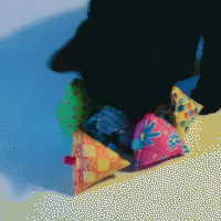black cat with canip toys