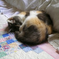 calico cat sleeping on quilt