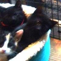 three kittens