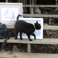 black cat with cat paintings