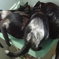 four black cats at green sink