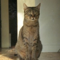 tabby cat