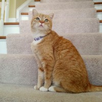 orange cat on steps.