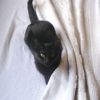 black cat on bed