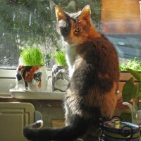 dilute calico cat ready to eat grass