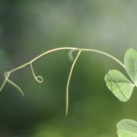 pea vine