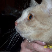 orange cat with orange eyes