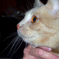 orange cat with orange eyes.