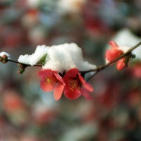 quince blossoms with snow