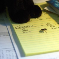The stinkbug appears.